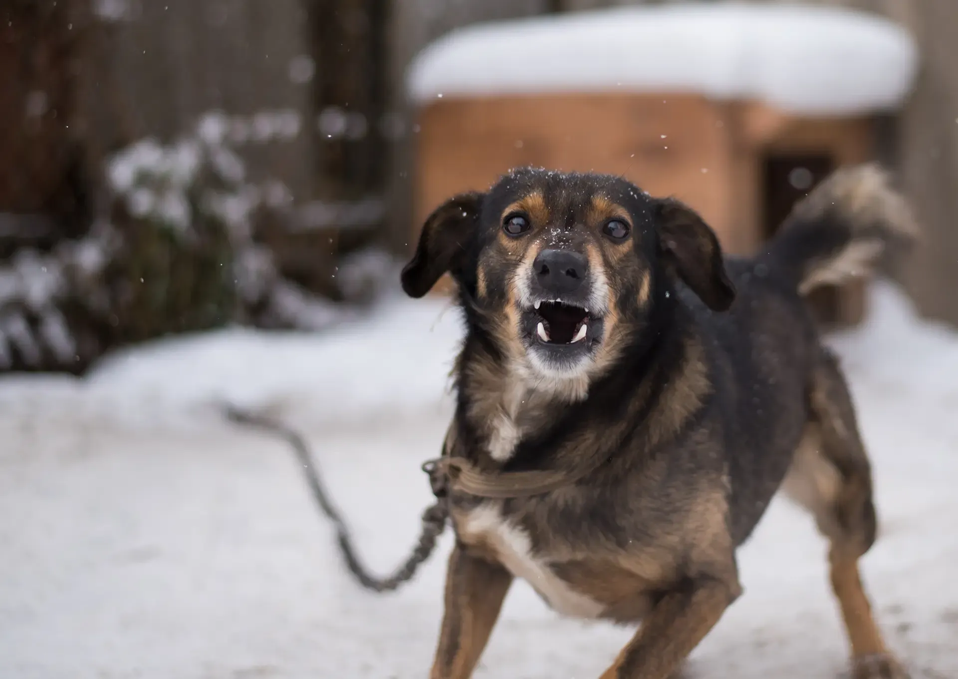Dangers Dog Bites