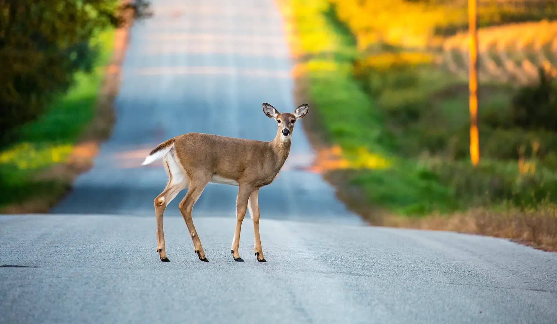 Deer Crashes Illinois