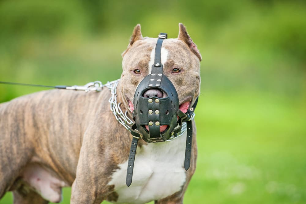 Nueva legislación sobre mordeduras de perro en Illinois