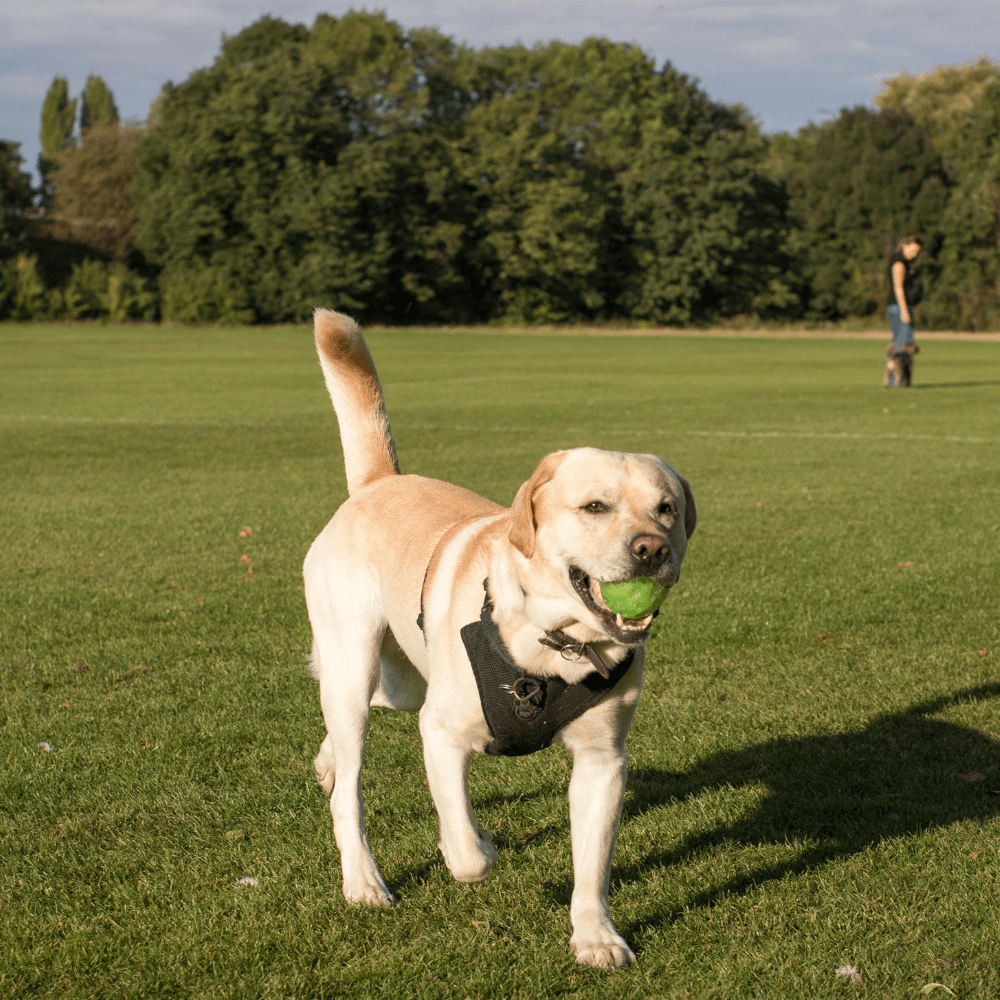 richmond-dog-bites-injuries-lawyers