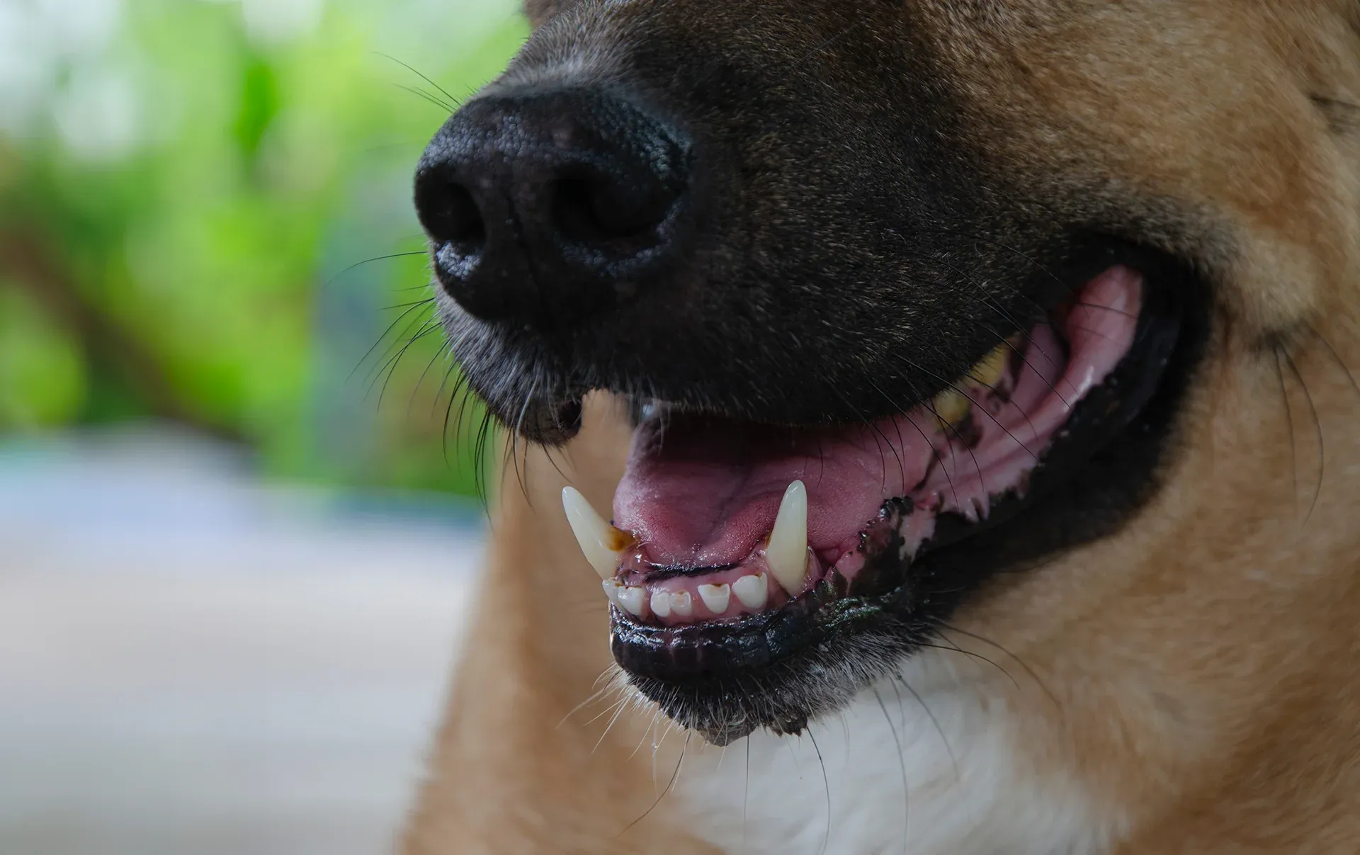 ¿Puedo demandar al dueño de un perro si me ha mordido su perro? ¿Puedo demandar al dueño de un perro si me ha mordido su perro?