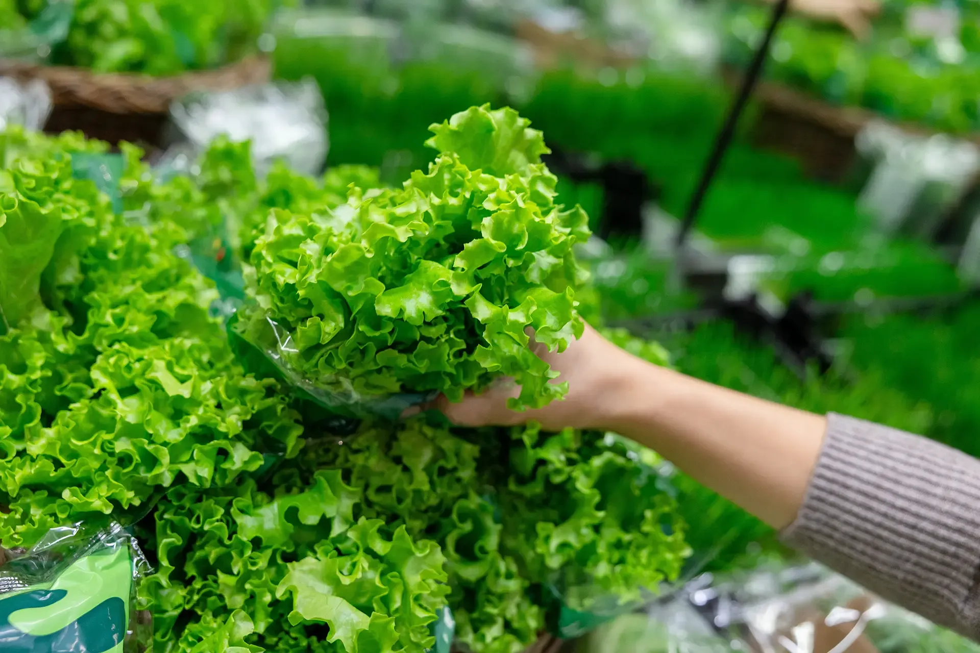 ¿Puedo presentar una demanda si me he contagiado de E. coli por comer lechuga contaminada? ¿Puedo presentar una demanda si me he contagiado de E. coli por comer lechuga contaminada?