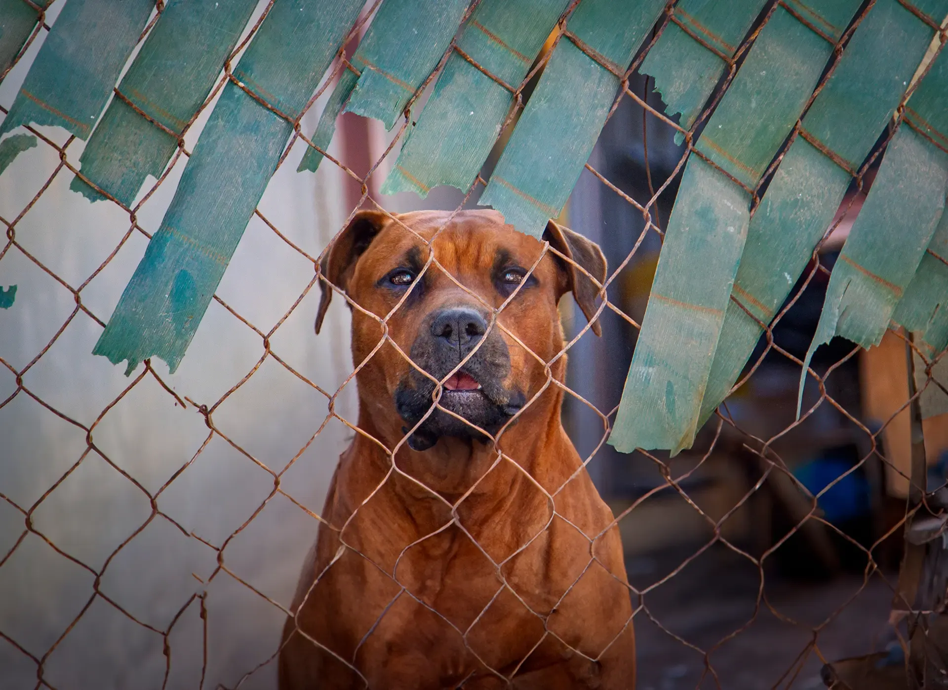 Dog Attack Creates Questions Property Liabilty Dog Attack Creates Questions Property Liabilty