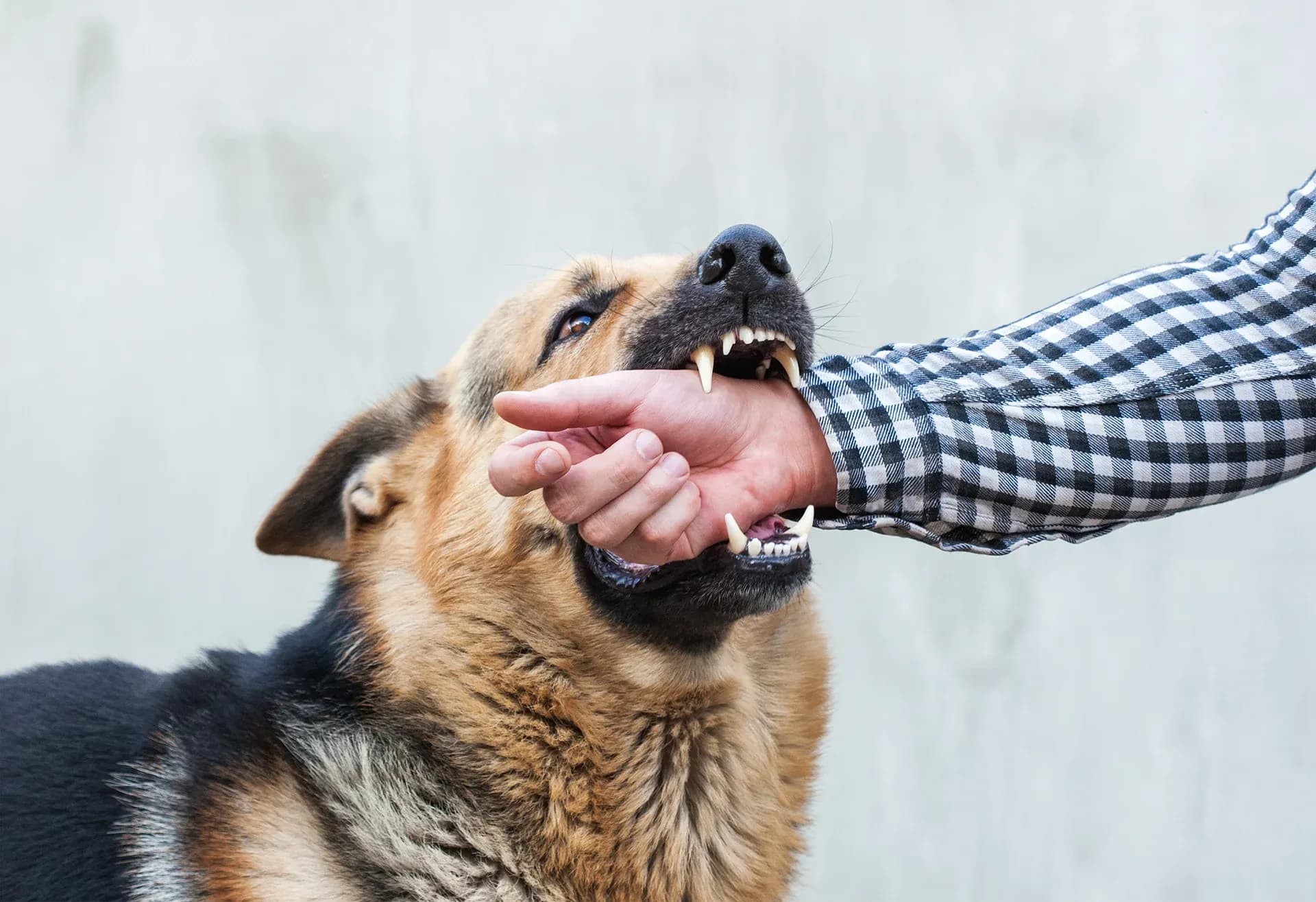 Cómo proteger tus derechos tras una mordedura de perro en Illinois Cómo proteger tus derechos tras una mordedura de perro en Illinois