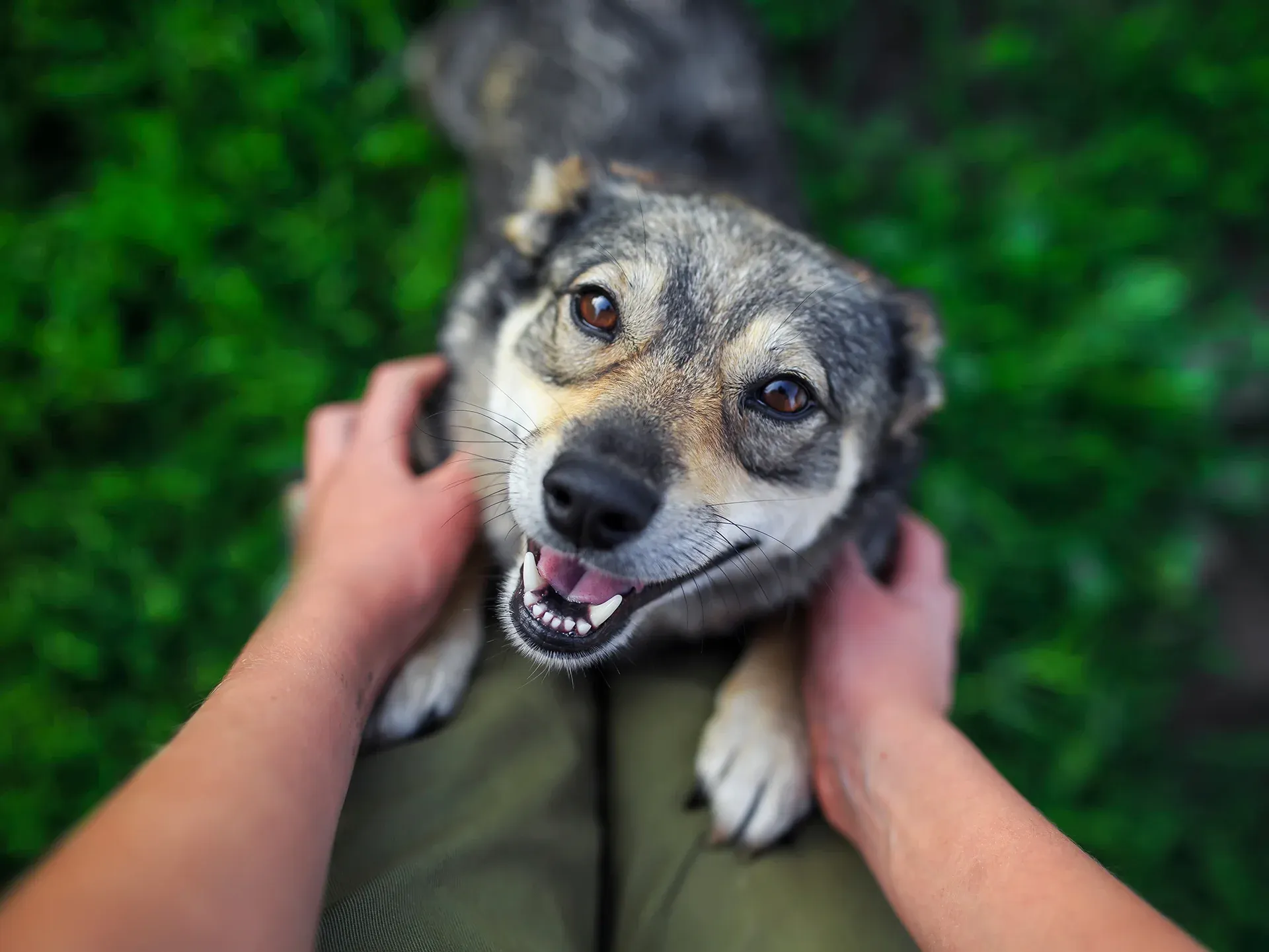 Legislación de Illinois sobre lesiones no causadas por mordeduras de perro Legislación de Illinois sobre lesiones no causadas por mordeduras de perro