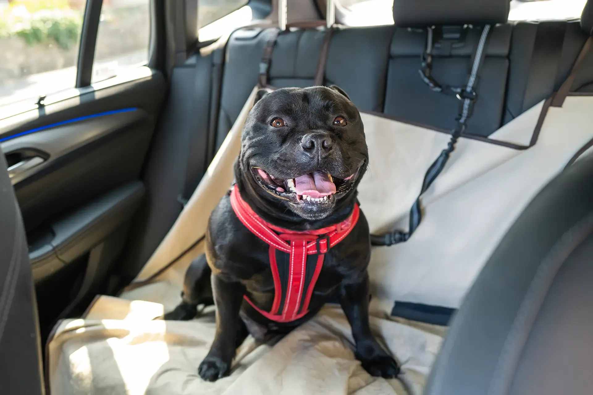 Pet Containments For Vehicles Safe Crash Pet Containments For Vehicles Safe Crash