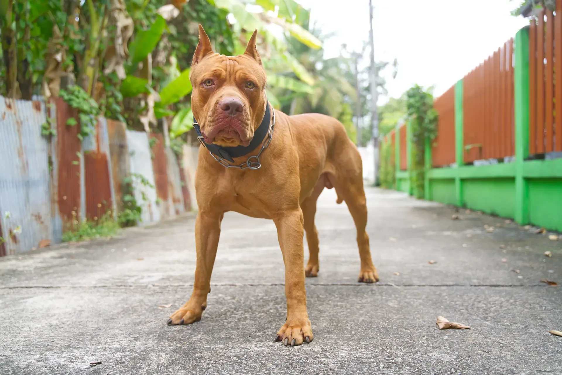 Recent Pit Bull Attacks Show The Serious Nature Of Dog Bite Injuries Recent Pit Bull Attacks Show The Serious Nature Of Dog Bite Injuries