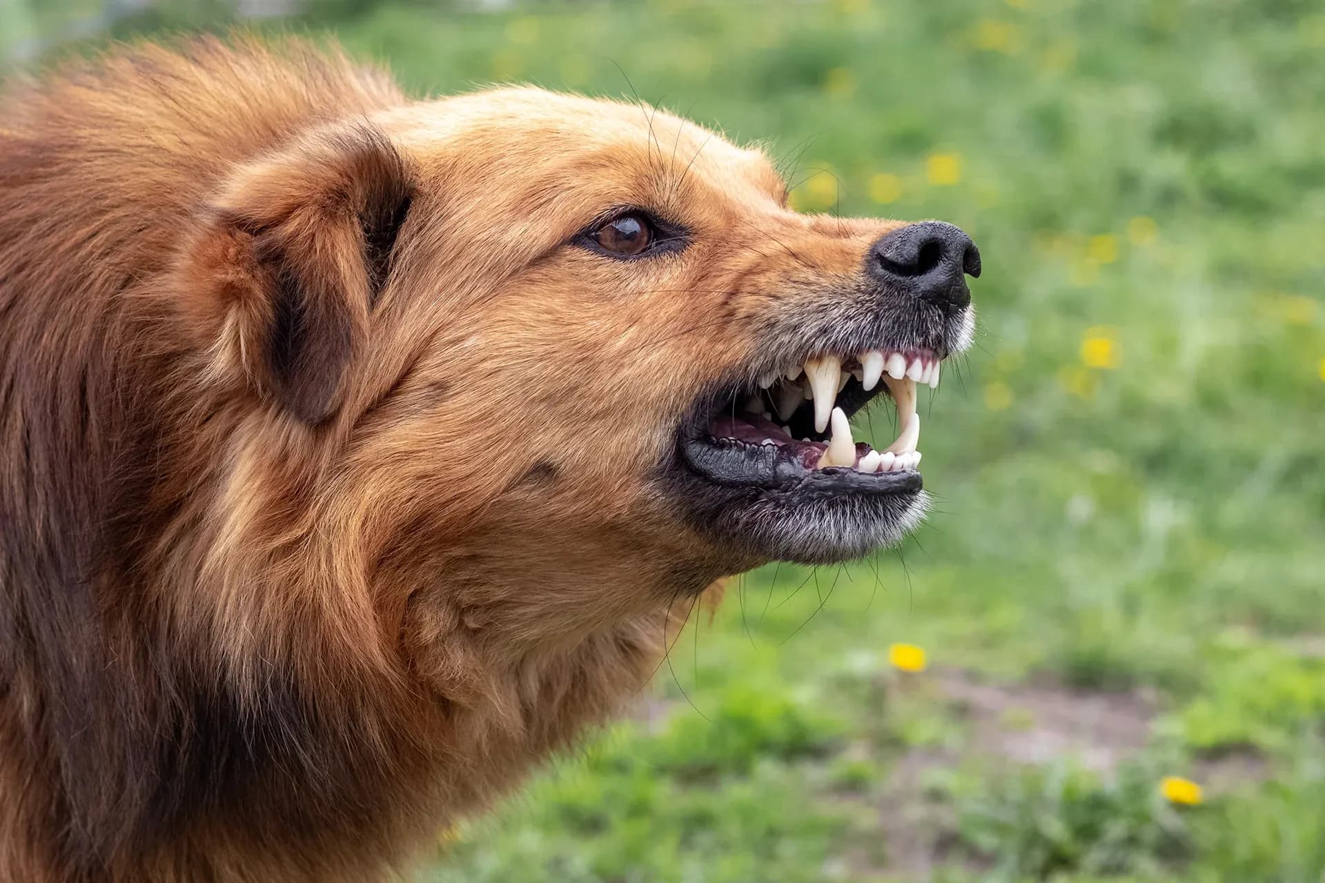 Entender Illinois como un estado en el que rige la responsabilidad objetiva por mordeduras de perro Entender Illinois como un estado en el que rige la responsabilidad objetiva por mordeduras de perro
