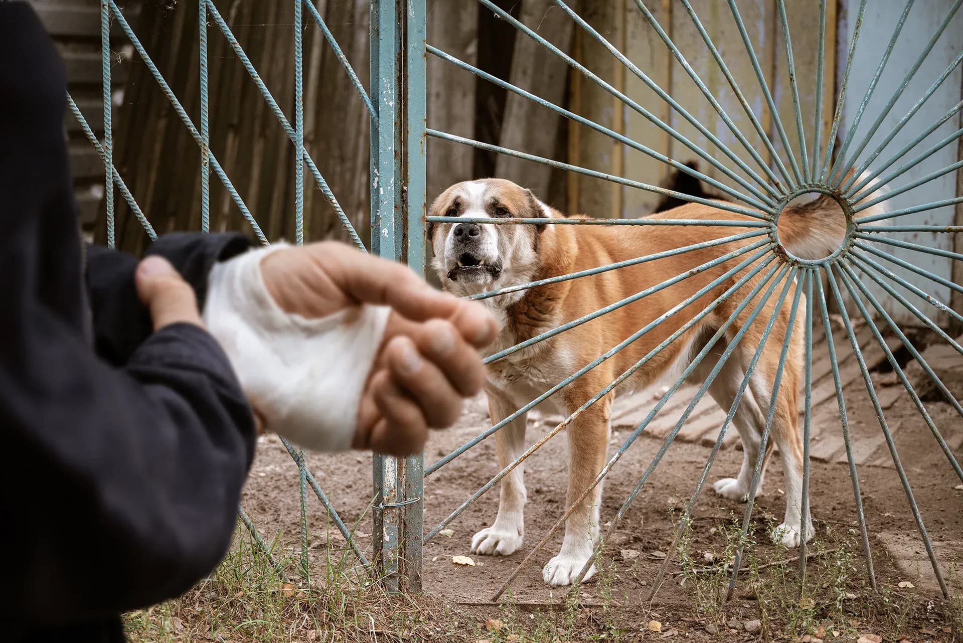 ¿Quién paga las facturas médicas derivadas de una mordedura de perro en Illinois? ¿Quién paga las facturas médicas derivadas de una mordedura de perro en Illinois?